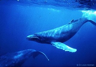 синый кит