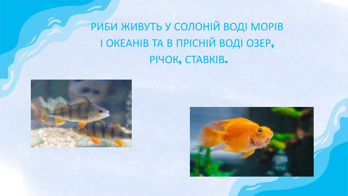 РИБИ ЖИВУТЬ У СОЛОНІЙ ВОДІ МОРІВ І ОКЕАНІВ ТА В ПРІСНІЙ ВОДІ ОЗЕР, РІЧОК, СТАВКІВ.