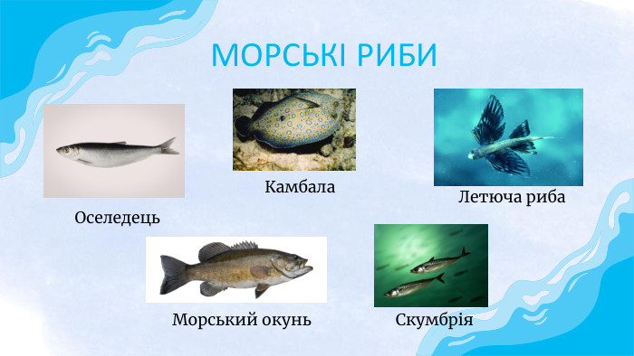 МОРСЬКІ РИБИОселедець. Камбала. Морський окунь. Скумбрія. Летюча риба