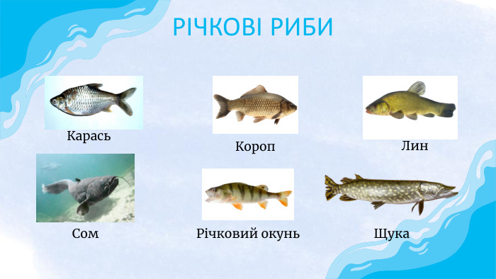 РІЧКОВІ РИБИКарась. Короп. Річковий окунь Щука. Лин. Сом