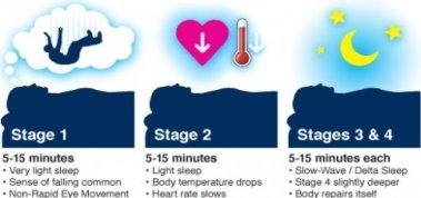 Результат пошуку зображень за запитом "stages of sleep"