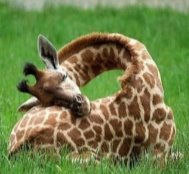Результат пошуку зображень за запитом "how giraffes sleep"