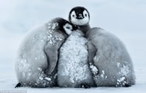Результат пошуку зображень за запитом "how do penguins sleep"