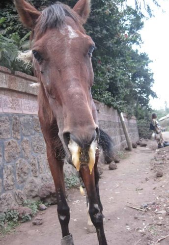 https://thehorse.com/wp-content/uploads/2018/02/african-horse-sickness-courtesy.jpg