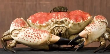 https://fshoke.com/wp-content/uploads/2012/05/Tasmanian_King_Crab_1.jpg