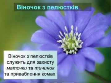 https://naurok.com.ua/uploads/files/3744/24014/24125_images/thumb_13.jpg