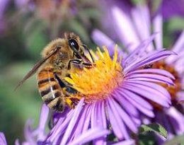 http://upload.wikimedia.org/wikipedia/commons/thumb/1/1d/European_honey_bee_extracts_nectar.jpg/250px-European_honey_bee_extracts_nectar.jpg