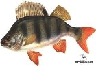 Картинки по запросу річкові риби