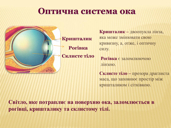       Кришталик Склисте тіло  Кришталик – двоопукла лінза, яка може змінювати свою кривизну, а, отже, і оптичну силу. Склисте тіло – прозора драглиста маса, що заповнює простір між кришталиком і сітківкою.   Рогівка є заломлюючою лінзою.  Рогівка Оптична система ока Світло, яке потрапляє на поверхню ока, заломлюється в рогівці, кришталику та склистому тілі.   