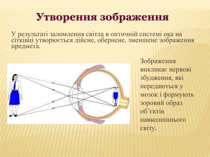 У результаті заломлення світла в оптичній системі ока на сітківці утворюється дійсне, обернене, зменшене зображення предмета. Зображення викликає нервові збудження, які передаються у мозок і формують зоровий образ об’єктів навколишнього світу. Утворення зображення 