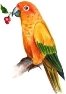 Картинки по запросу рисунок parrot