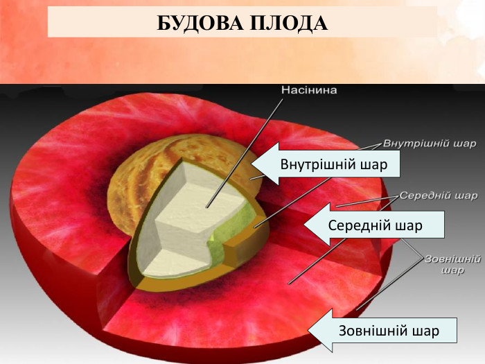 БУДОВА ПЛОДА Внутрішній шар Середній шар Зовнішній шар