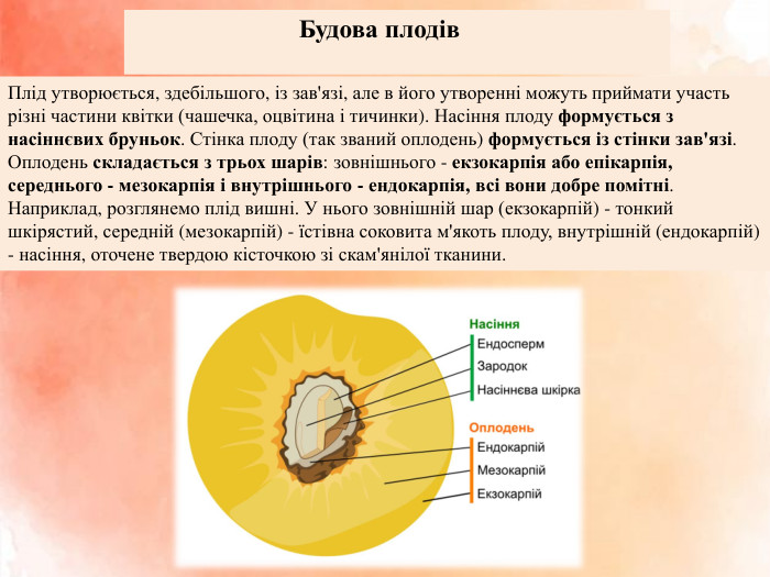  Будова плодів. Плід утворюється, здебільшого, із зав'язі, але в його утворенні можуть приймати участь різні частини квітки (чашечка, оцвітина і тичинки). Насіння плоду формується з насіннєвих бруньок. Стінка плоду (так званий оплодень) формується із стінки зав'язі. Оплодень складається з трьох шарів: зовнішнього - екзокарпія або епікарпія, середнього - мезокарпія і внутрішнього - ендокарпія, всі вони добре помітні. Наприклад, розглянемо плід вишні. У нього зовнішній шар (екзокарпій) - тонкий шкірястий, середній (мезокарпій) - їстівна соковита м'якоть плоду, внутрішній (ендокарпій) - насіння, оточене твердою кісточкою зі скам'янілої тканини. 