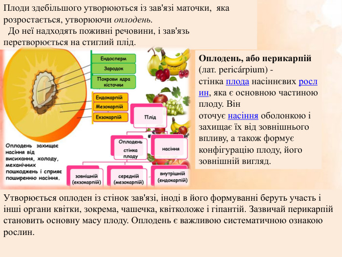 Плоди здебільшого утворюються із зав'язі маточки, яка розростається, утворюючи оплодень. До неї надходять поживні речовини, і зав'язь перетворюється на стиглий плід. Оплодень, або перикарпій (лат. pericárpium) - стінка плода насіннєвих рослин, яка є основною частиною плоду. Він оточує насіння оболонкою і захищає їх від зовнішнього впливу, а також формує конфігурацію плоду, його зовнішній вигляд. Утворюється оплоден із стінок зав'язі, іноді в його формуванні беруть участь і інші органи квітки, зокрема, чашечка, квітколоже і гіпантій. Зазвичай перикарпій становить основну масу плоду. Оплодень є важливою систематичною ознакою рослин.