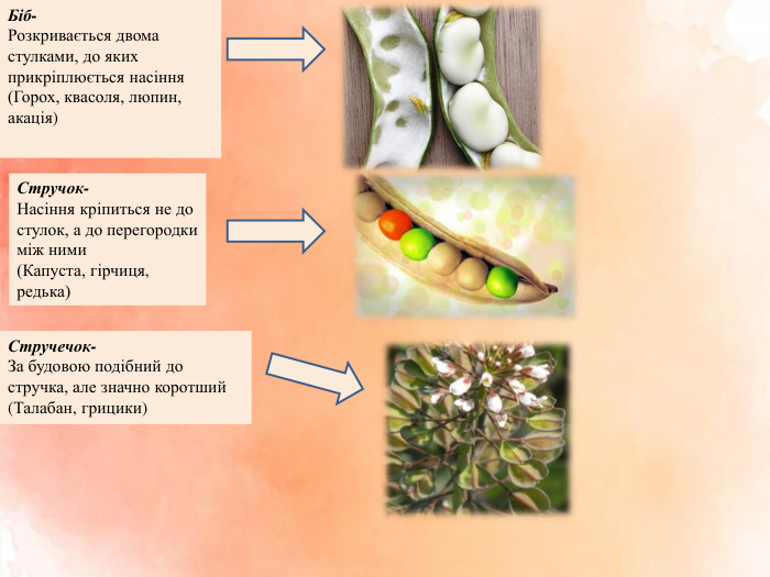Біб- Розкривається двома стулками, до яких прикріплюється насіння(Горох, квасоля, люпин, акація) Стручок- Насіння кріпиться не до стулок, а до перегородки між ними(Капуста, гірчиця, редька)Стручечок-За будовою подібний до стручка, але значно коротший(Талабан, грицики) 