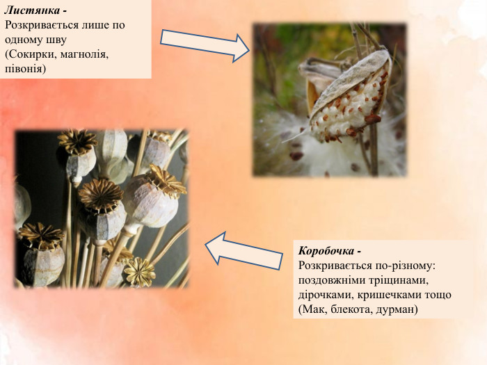 Листянка -Розкривається лише по одному шву(Сокирки, магнолія, півонія)Коробочка - Розкривається по-різному: поздовжніми тріщинами, дірочками, кришечками тощо(Мак, блекота, дурман)