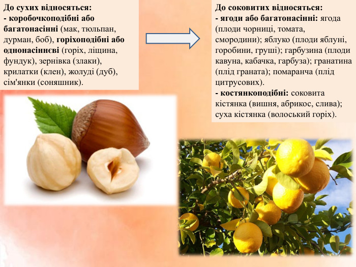 До сухих відносяться:- коробочкоподібні або багатонасінні (мак, тюльпан, дурман, боб), горіхоподібні або однонасіннєві (горіх, ліщина, фундук), зернівка (злаки), крилатки (клен), жолуді (дуб), сім'янки (соняшник). До соковитих відносяться:- ягоди або багатонасінні: ягода (плоди чорниці, томата, смородини); яблуко (плоди яблуні, горобини, груші); гарбузина (плоди кавуна, кабачка, гарбуза); гранатина (плід граната); помаранча (плід цитрусових).- костянкоподібні: соковита кістянка (вишня, абрикос, слива); суха кістянка (волоський горіх).