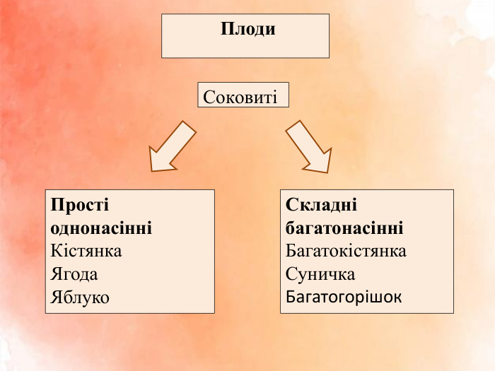  Плоди. СоковитіПрості однонасінні Кістянка. Ягода. Яблуко. Складні багатонасінніБагатокістянка. Суничка. Багатогорішок