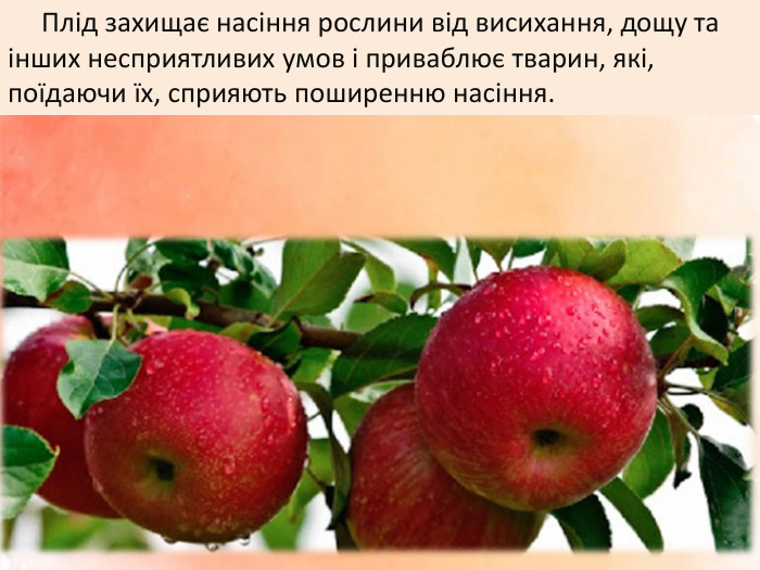  Плід захищає насіння рослини від висихання, дощу та інших несприятливих умов і приваблює тварин, які, поїдаючи їх, сприяють поширенню насіння.