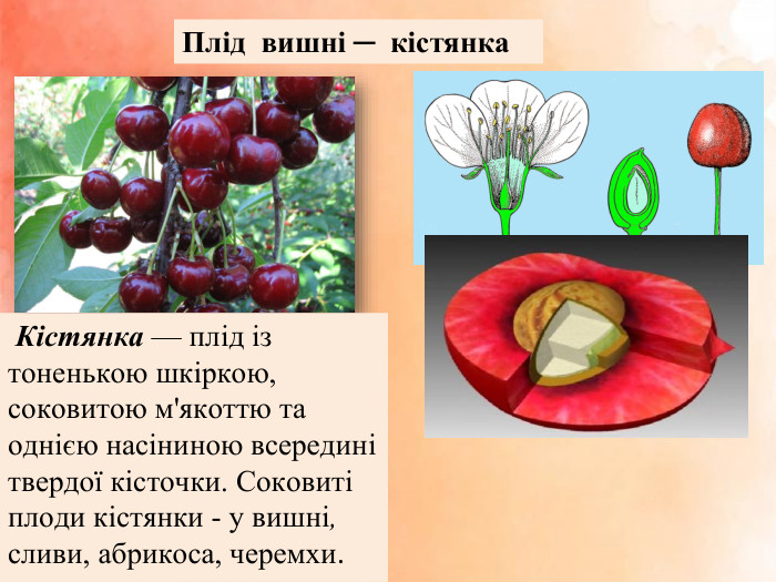 Плід вишні ─ кістянка Кістянка — плід із тоненькою шкіркою, соковитою м'якоттю та однією насіниною всередині твердої кісточки. Соковиті плоди кістянки - у вишні, сливи, абрикоса, черемхи.