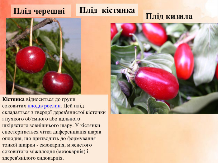 Плід кістянка. Плід кизила. Плід черешніКістянка відноситься до групи соковитих плодів рослин. Цей плід складається з твердої дерев'янистої кісточки і пухкого об'ємного або щільного шкірястого зовнішнього шару. У кістянки спостерігається чітка диференціація шарів оплодня, що призводить до формування тонкої шкірки - екзокарпія, м'ясистого соковитого міжплодня (мезокарпія) і здерев'янілого ендокарпія. 