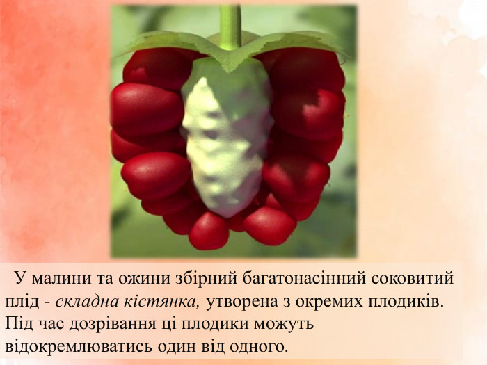  У малини та ожини збірний багатонасінний соковитий плід - складна кістянка, утворена з окремих плодиків. Під час дозрівання ці плодики можуть відокремлюватись один від одного.