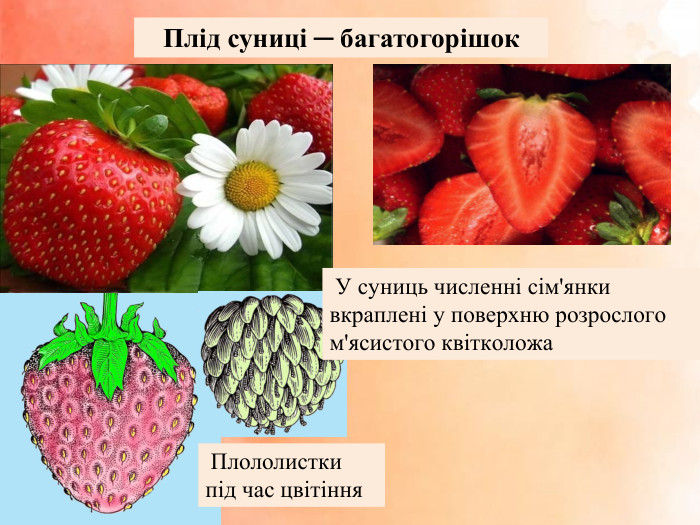 Плід суниці ─ багатогорішок Плололистки під час цвітіння У суниць численні сім'янки вкраплені у поверхню розрослого м'ясистого квітколожа 