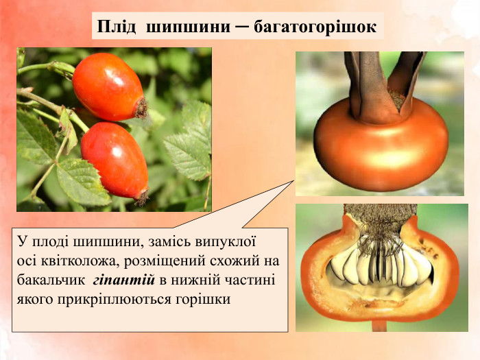 Плід шипшини ─ багатогорішок. У плоді шипшини, замісь випуклоїосі квітколожа, розміщений схожий на бакальчик гіпантій в нижній частині якого прикріплюються горішки