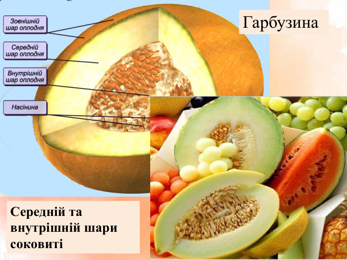 Гарбузина Середній та внутрішній шари соковиті 