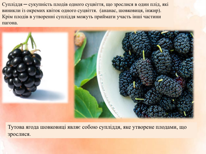 Супліддя ─ сукупність плодів одного суцвіття, що зрослися в один плід, які виникли із окремих квіток одного суцвіття. (ананас, шовковиця, інжир). Крім плодів в утворенні супліддя можуть приймати участь інші частини пагона. Тутова ягода шовковиці являє собою супліддя, яке утворене плодами, що зрослися.