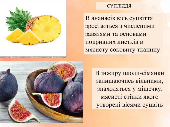 СУПЛІДДЯВ ананасів вісь суцвіття зростається з численими завязями та основами покривних листків в мясисту соковиту тканину. В інжиру плоди-сімянки залишаючись вільними, знаходяться у мішечку, мясисті стінки якого утворені вісями суцвіть 