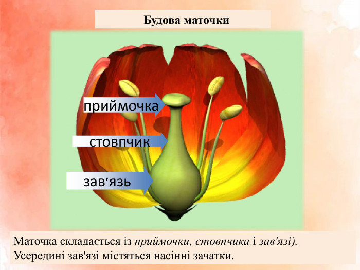  Будова маточкиприймочка стовпчикзав׳язь. Маточка складається із приймочки, стовпчика і зав'язі). Усередині зав'язі містяться насінні зачатки.