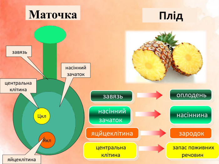 Якл. Цкл. Маточка завязьцентральна клітинаяйцеклітинанасінний зачаток Плід завязь насінний зачатокяцйцеклітина центральна клітина оплодень насіннина зародок запас поживних речовин