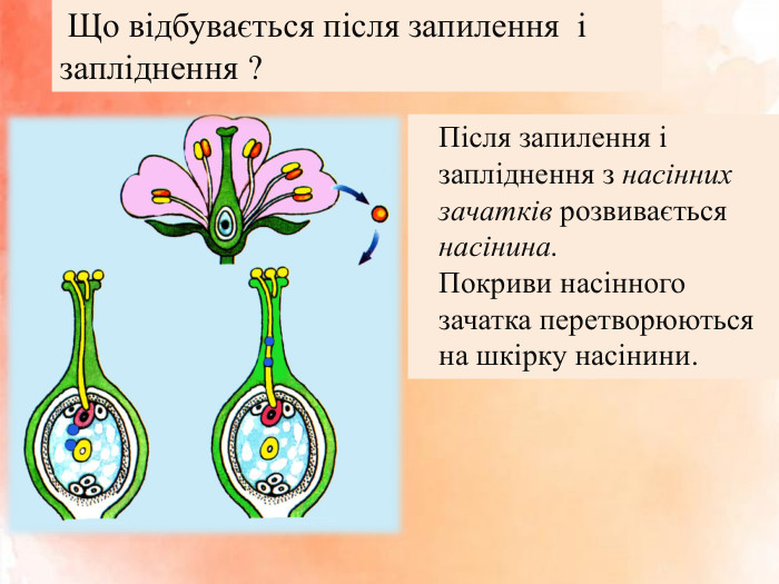  Що відбувається після запилення і запліднення ?Після запилення і запліднення з насінних зачатків розвивається насінина. Покриви насінного зачатка перетворюються на шкірку насінини. 