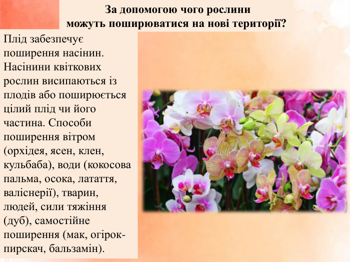  За допомогою чого рослини можуть поширюватися на нові території?Плід забезпечує поширення насінин. Насінини квіткових рослин висипаються із плодів або поширюється цілий плід чи його частина. Способи поширення вітром (орхідея, ясен, клен, кульбаба), води (кокосова пальма, осока, латаття, валіснерії), тварин, людей, сили тяжіння (дуб), самостійне поширення (мак, огірок-пирскач, бальзамін).
