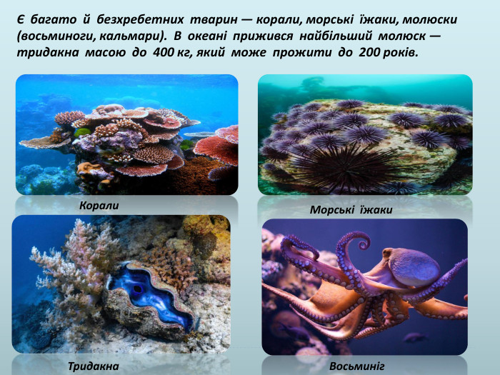 Є багато й безхребетних тварин — корали, морські їжаки, молюски (восьминоги, кальмари). В океані прижився найбільший молюск — тридакна масою до 400 кг, який може прожити до 200 років. Корали. Морські їжаки. Тридакна. Восьминіг