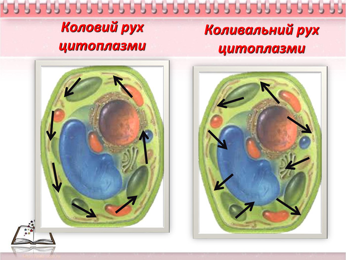 Коловий рух цитоплазми. Коливальний рух цитоплазми