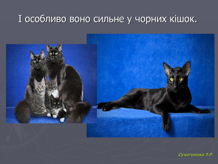 Сухоголова Т.Р. І особливо воно сильне у чорних кішок. 