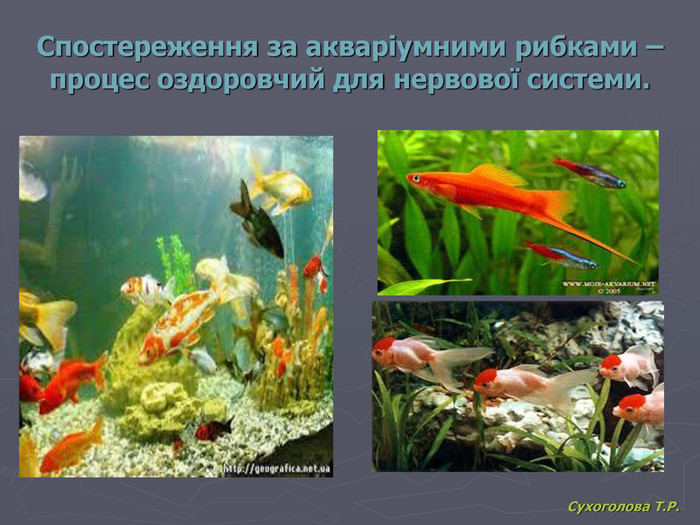 Сухоголова Т.Р. Спостереження за акваріумними рибками – процес оздоровчий для нервової системи. 