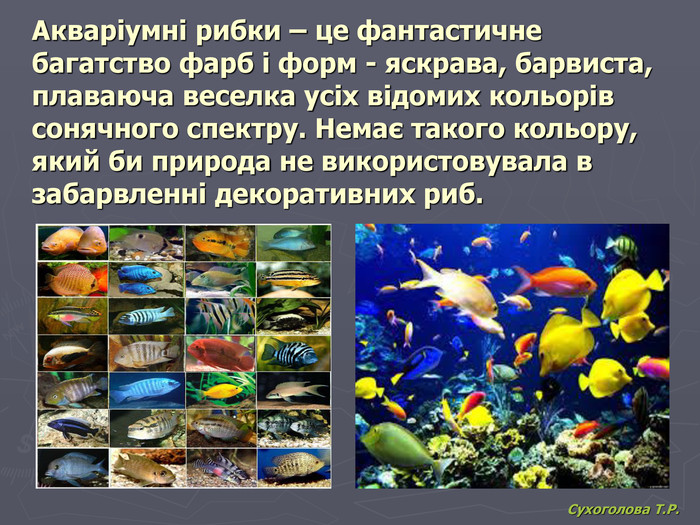 Сухоголова Т.Р. Акваріумні рибки – це фантастичне багатство фарб і форм - яскрава, барвиста, плаваюча веселка усіх відомих кольорів сонячного спектру. Немає такого кольору, який би природа не використовувала в забарвленні декоративних риб. 