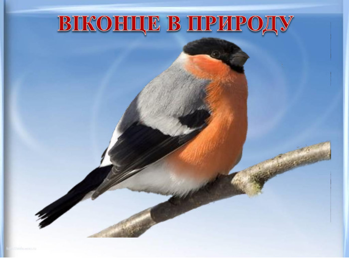 ВІКОНЦЕ В ПРИРОДУ
