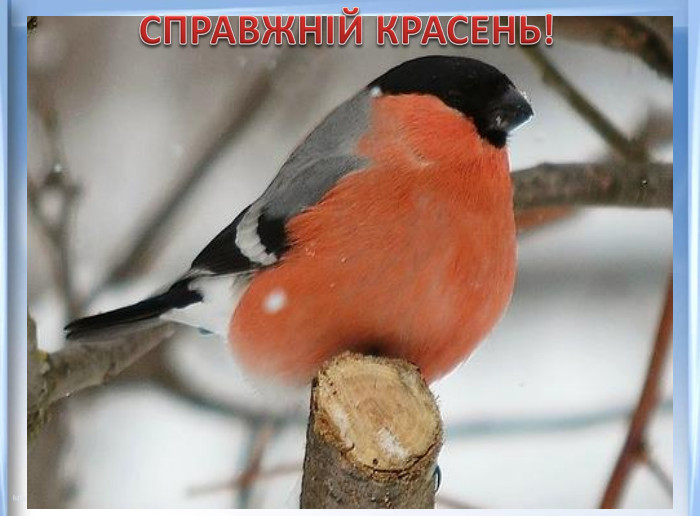 СПРАВЖНІЙ КРАСЕНЬ!