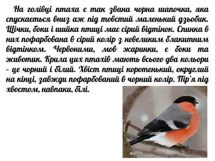  На голівці птаха є так звана чорна шапочка, яка спускається вниз аж під товстий маленький дзьобик. Щічки, боки і шийка птиці має сірий відтінок. Спинка в них пофарбована в сірий колір з невеликим блакитним відтінком. Червоними, мов жаринки, є боки та животик. Крила цих птахів мають всього два кольори – це чорний і білий. Хвіст птиці коротенький, округлий на кінці, завжди пофарбований в чорний колір. Пір’я під хвостом, навпаки, білі.