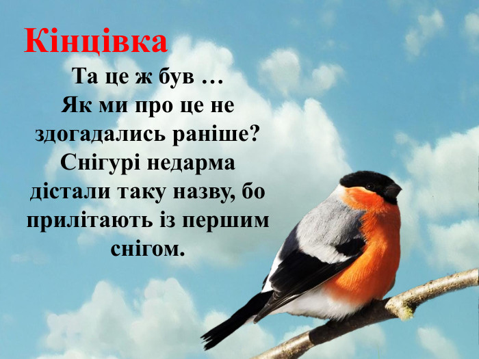 Кінцівка. Та це ж був …Як ми про це не здогадались раніше? Снігурі недарма дістали таку назву, бо прилітають із першим снігом.