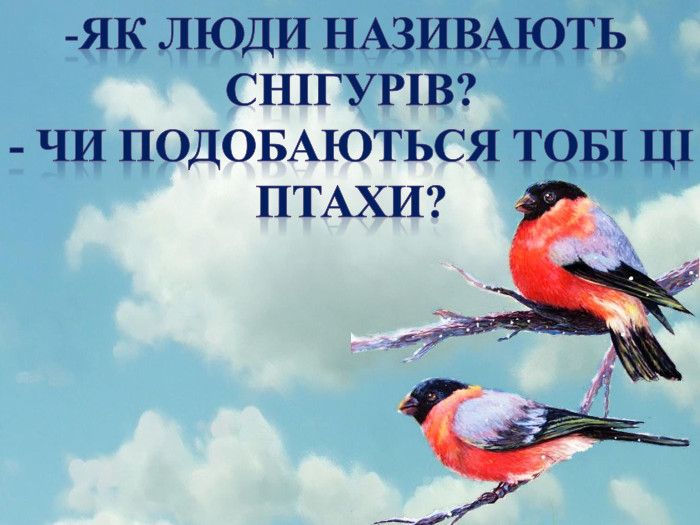 Як люди називають снігурів?- Чи подобаються тобі ціПтахи?