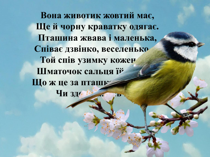 Вона животик жовтий має, Ще й чорну краватку одягає. Пташина жвава і маленька, Співає дзвінко, веселенько,— Той спів узимку кожен чує. Шматочок сальця їй смакує. Що ж це за пташка невеличка, Чи здогадались ви? 