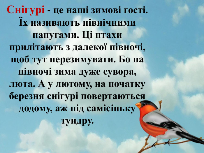 Снігурі - це наші зимові гості. Їх називають північними папугами. Ці птахи прилітають з далекої півночі, щоб тут перезимувати. Бо на півночі зима дуже сувора, люта. А у лютому, на початку березня снігурі повертаються додому, аж під самісіньку тундру.