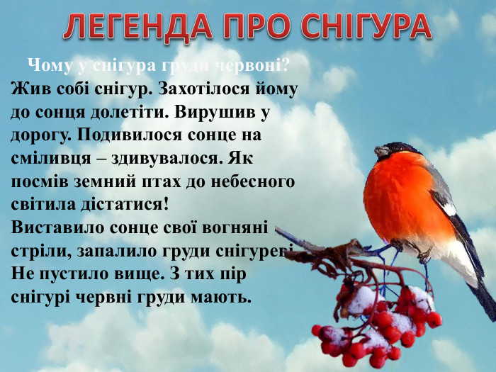 ЛЕГЕНДА ПРО СНІГУРАЧому у снігура груди червоні?Жив собі снігур. Захотілося йому до сонця долетіти. Вирушив у дорогу. Подивилося сонце на сміливця – здивувалося. Як посмів земний птах до небесного світила дістатися!Виставило сонце свої вогняні стріли, запалило груди снігуреві. Не пустило вище. З тих пір снігурі червні груди мають.