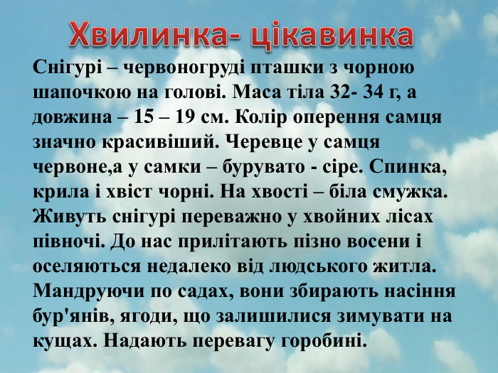 Хвилинка- цікавинка. Снігурі – червоногруді пташки з чорною шапочкою на голові. Маса тіла 32- 34 г, а довжина – 15 – 19 см. Колір оперення самця значно красивіший. Черевце у самця червоне,а у самки – бурувато - сіре. Спинка, крила і хвіст чорні. На хвості – біла смужка. Живуть снігурі переважно у хвойних лісах півночі. До нас прилітають пізно восени і оселяються недалеко від людського житла. Мандруючи по садах, вони збирають насіння бур'янів, ягоди, що залишилися зимувати на кущах. Надають перевагу горобині.