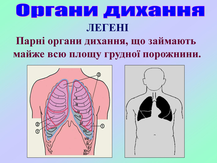  Парні органи дихання, що займають майже всю площу грудної порожнини.           ЛЕГЕНІ 